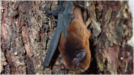 long-tailed bat