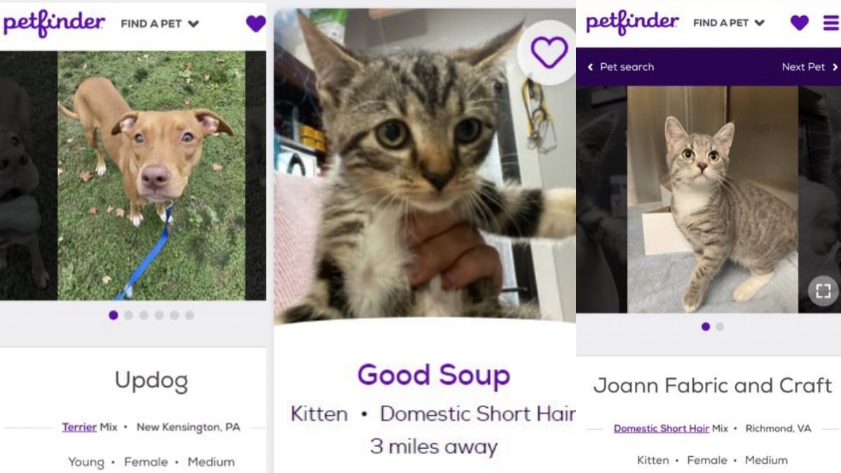 Despite Having Three Cats With Decent Names I Am Obsessed With the Petfinder Names Twitter Account
