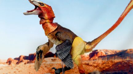 Velociraptor mongoliensis dinosaur action figure