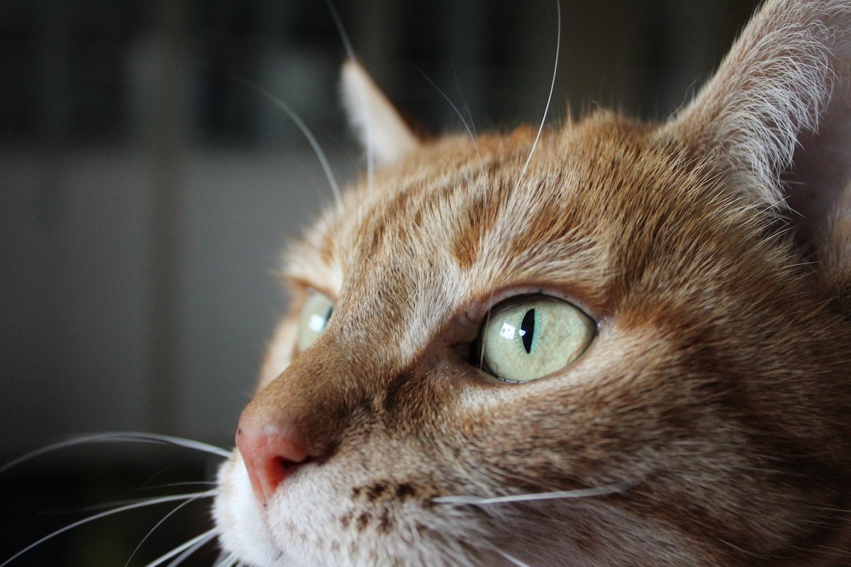 A closeup of the face of an orange cat looking to the side