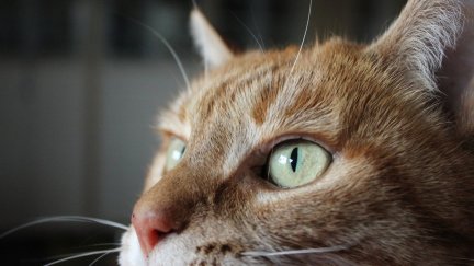 A closeup of the face of an orange cat looking to the side