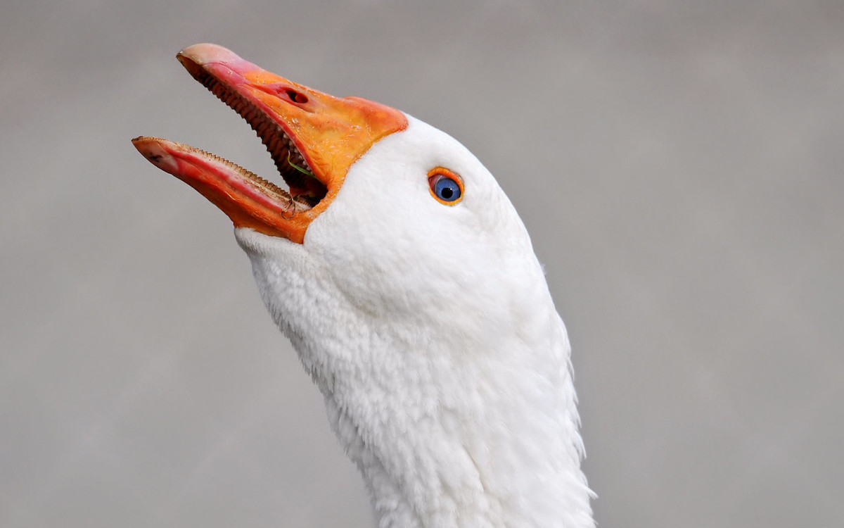 Closeup of a white goose's face, looking up with it's mouth open