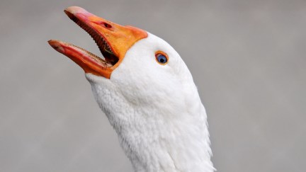 Closeup of a white goose's face, looking up with it's mouth open