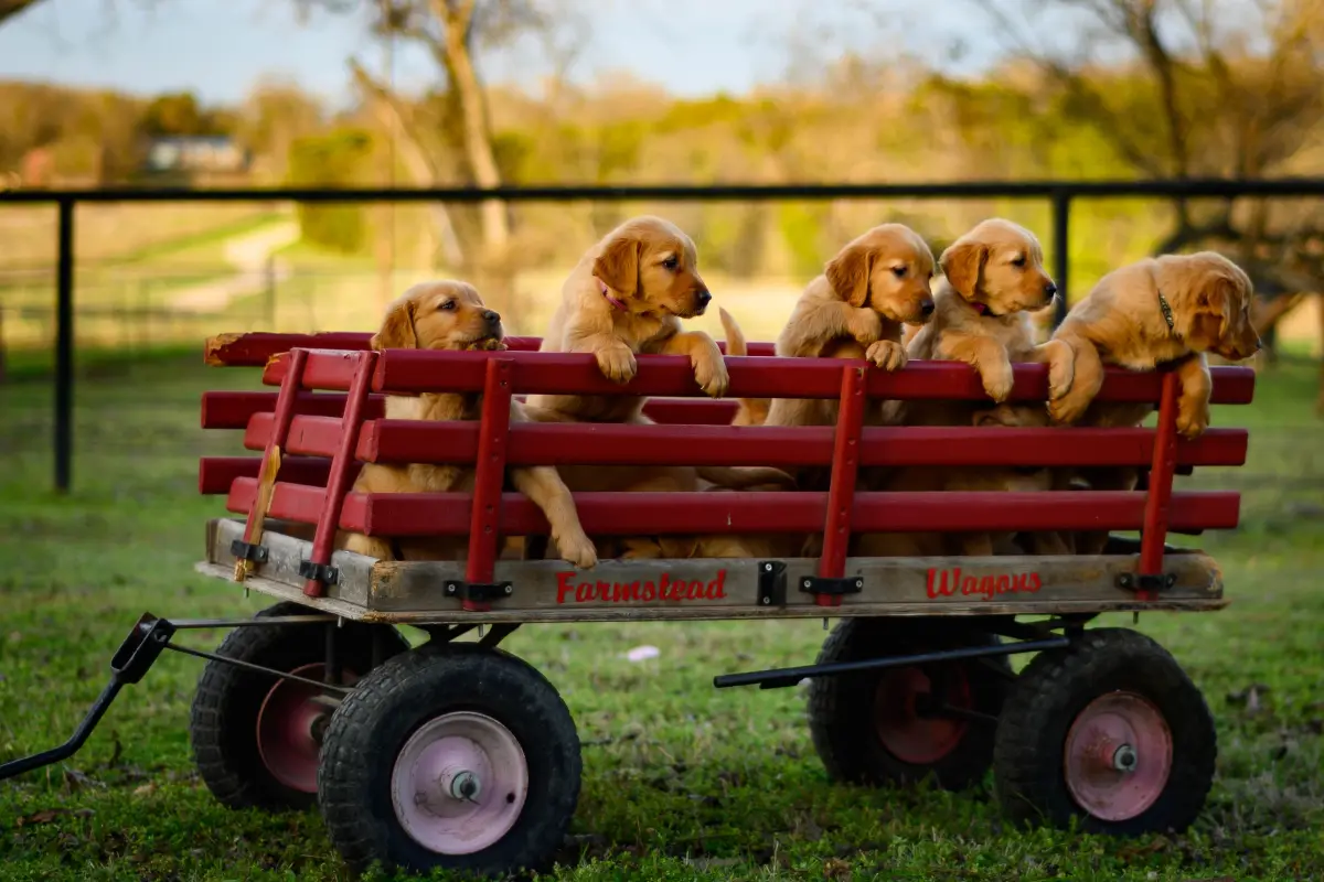 Puppies in a wagon