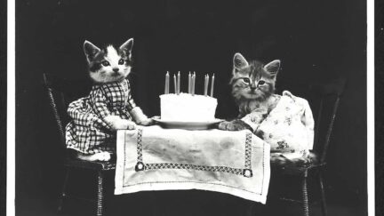 two cats having a nice birthday