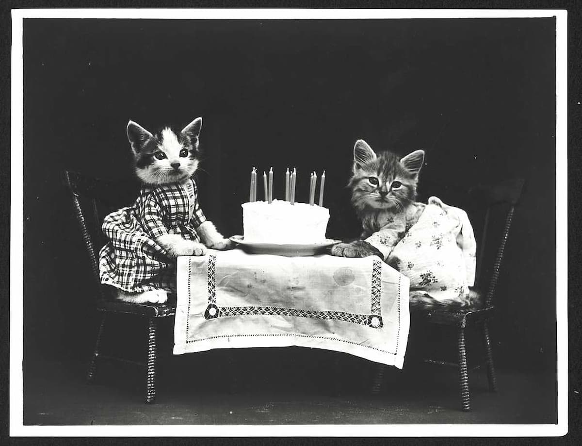 two cats having a nice birthday