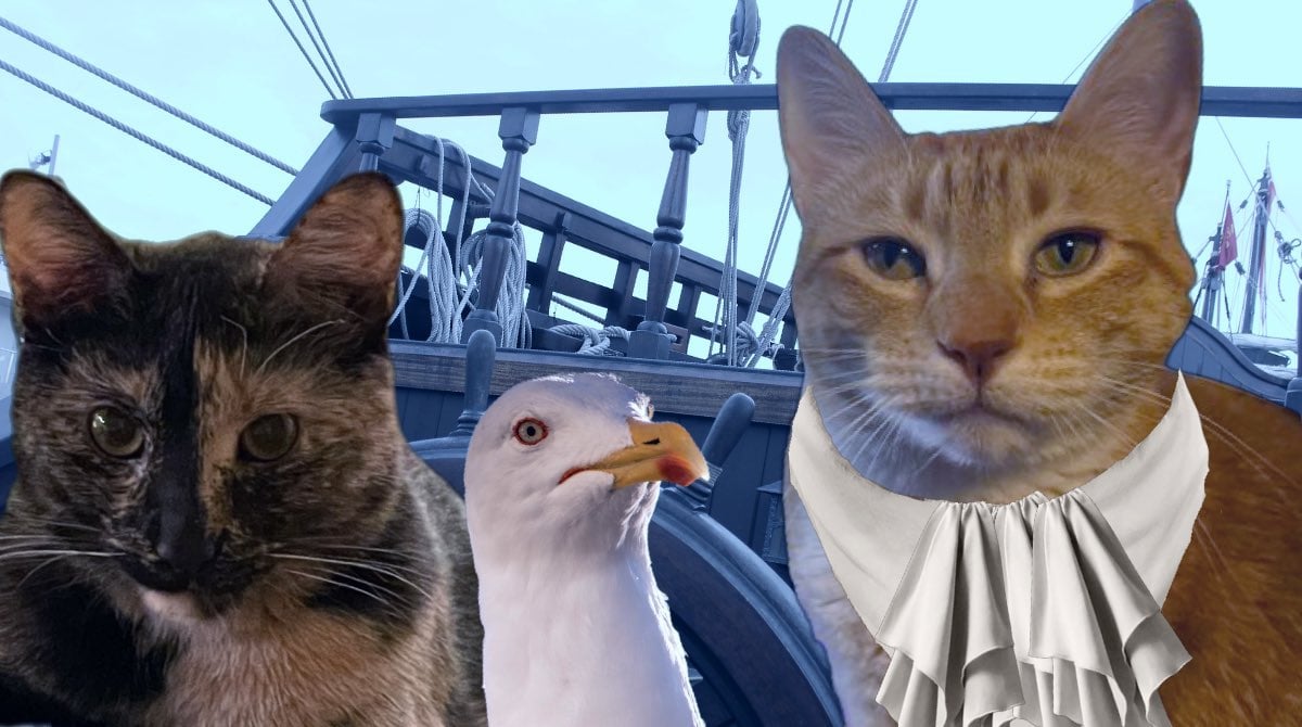 Jorts the Cat and Jean dress up as pirates to renew 