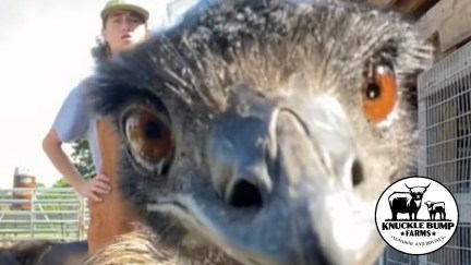 Emmanuel the Emu goes viral