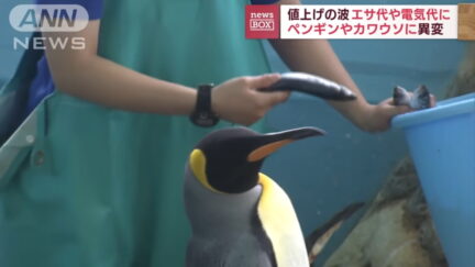 A penguin at the Hakone-en Aquarium