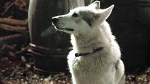 Lady, Sansa Starks Dire Wolf in GOT