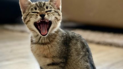 Yawning Cat