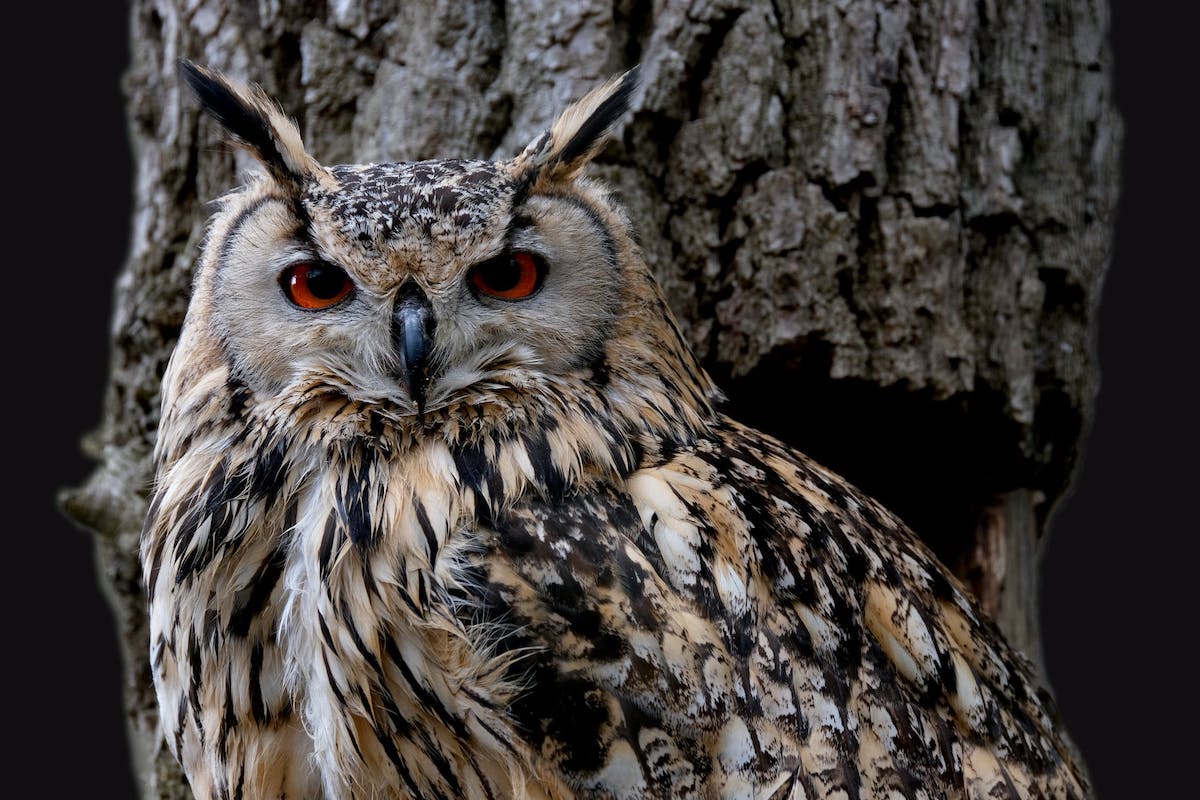 Great horned owl by a tree stares into the camera
