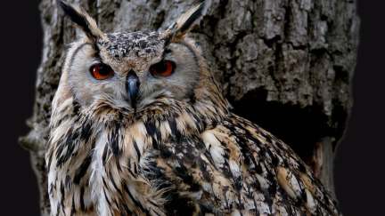 Great horned owl by a tree stares into the camera