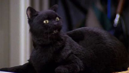 Salem the black cat from Sabrina the Teenage Witch
