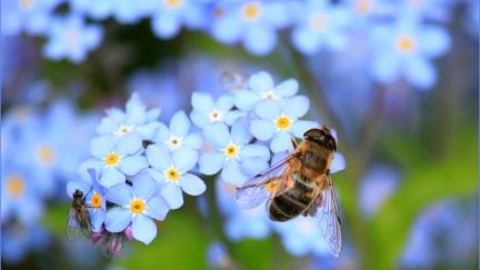 Bee on a blue flower. Image: Pixabay via Pexels.