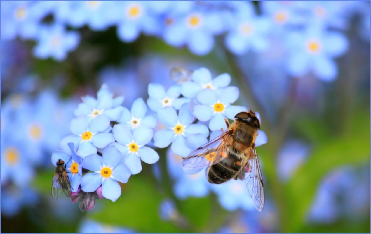 Bee on a blue flower. Image: Pixabay via Pexels.