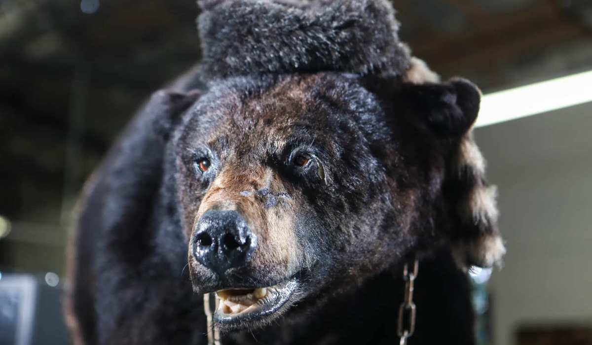 the bear in Cocaine Bear