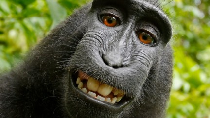 Naruto Monkey Selfie