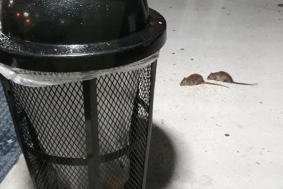 NYC Rat Rodents Eating Off Ground Near Trash Can