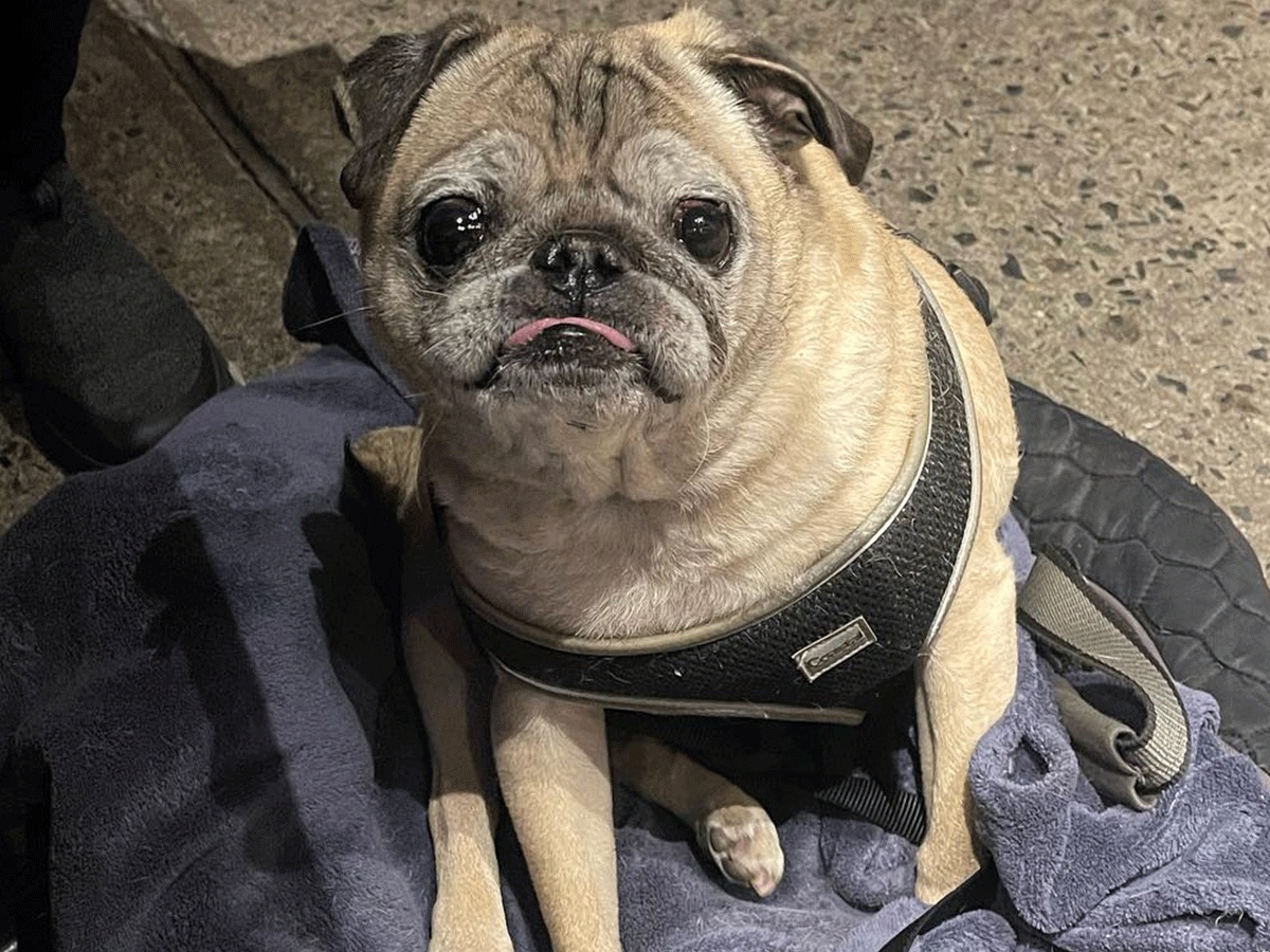 Today is a No Bones Day. Noodle the Pug Has Passed Away. | The Mary Sue