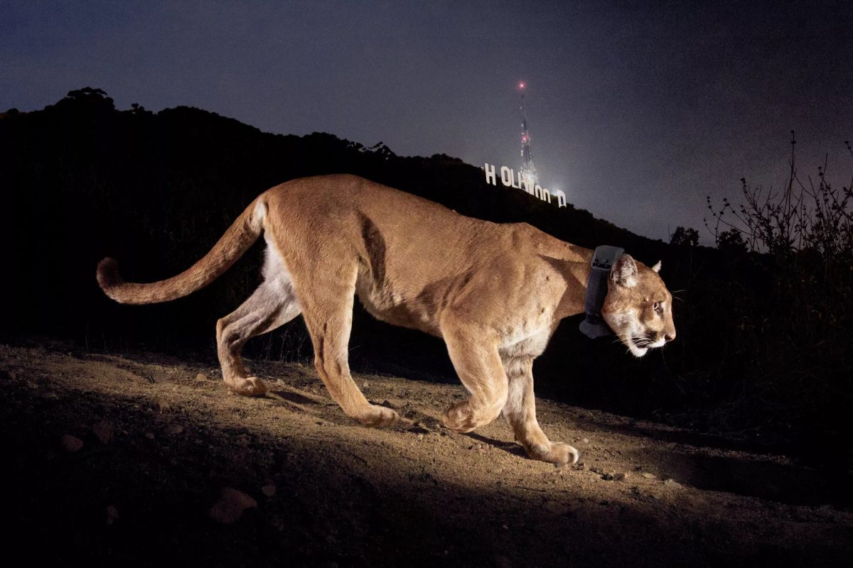 the mountain lion known as p-22 walks in front of the Hollywood sign at night