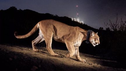 the mountain lion known as p-22 walks in front of the Hollywood sign at night