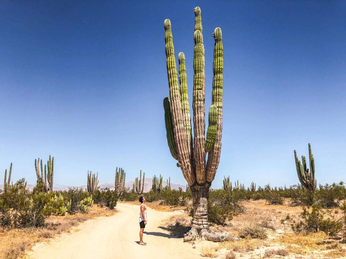 A saguaro cactus in the desert.