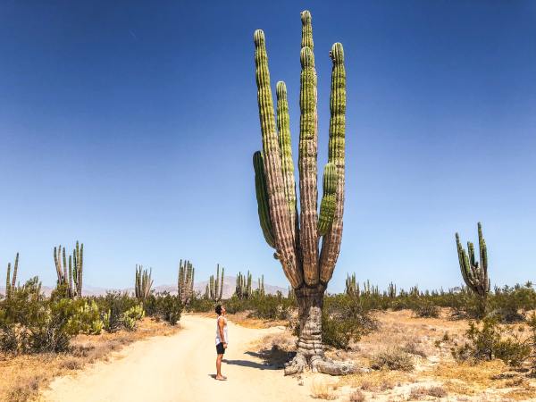 A saguaro cactus in the desert.