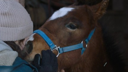 Ellie meets the cute foal Shimmer, who goes on to be her own horse down the line.