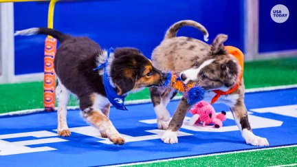 The pups get ruff in 2023's 19th Annual Puppy Bowl.