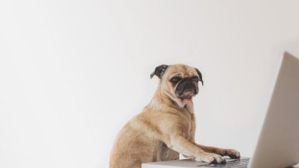 A pug dog sits at a laptop with an angry expression against a white background.