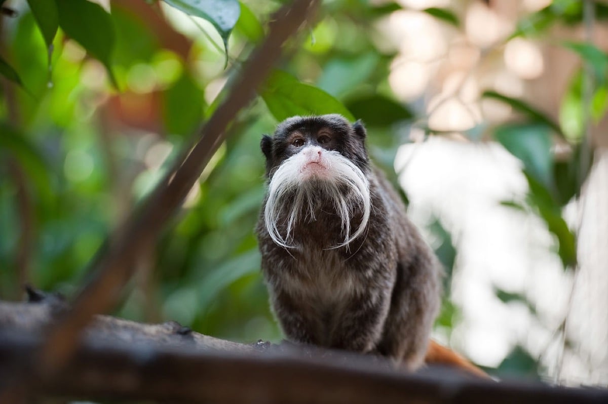 An Emperor Tamarin monkey is seen inside the new area dedicated to the world's smallest monkeys at the Bioparco on November 3, 2011 in Rome, Italy.