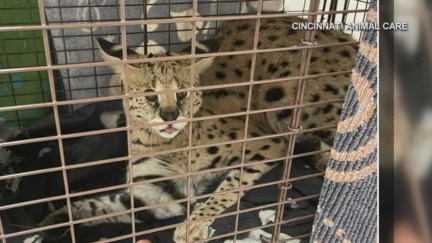 A serval was found in Cincinnati Ohio, high on cocaine. Poor kitty.