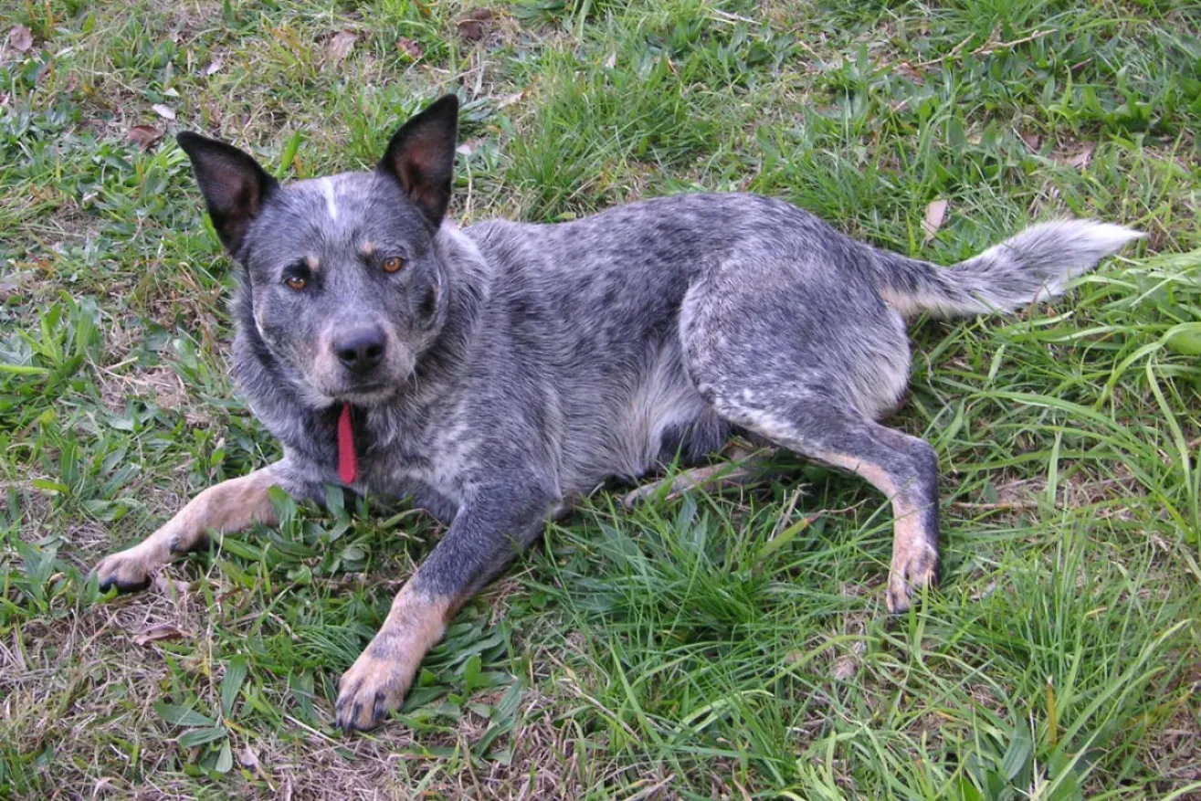 A grey dog with a white stripe on its head lies in the grass.