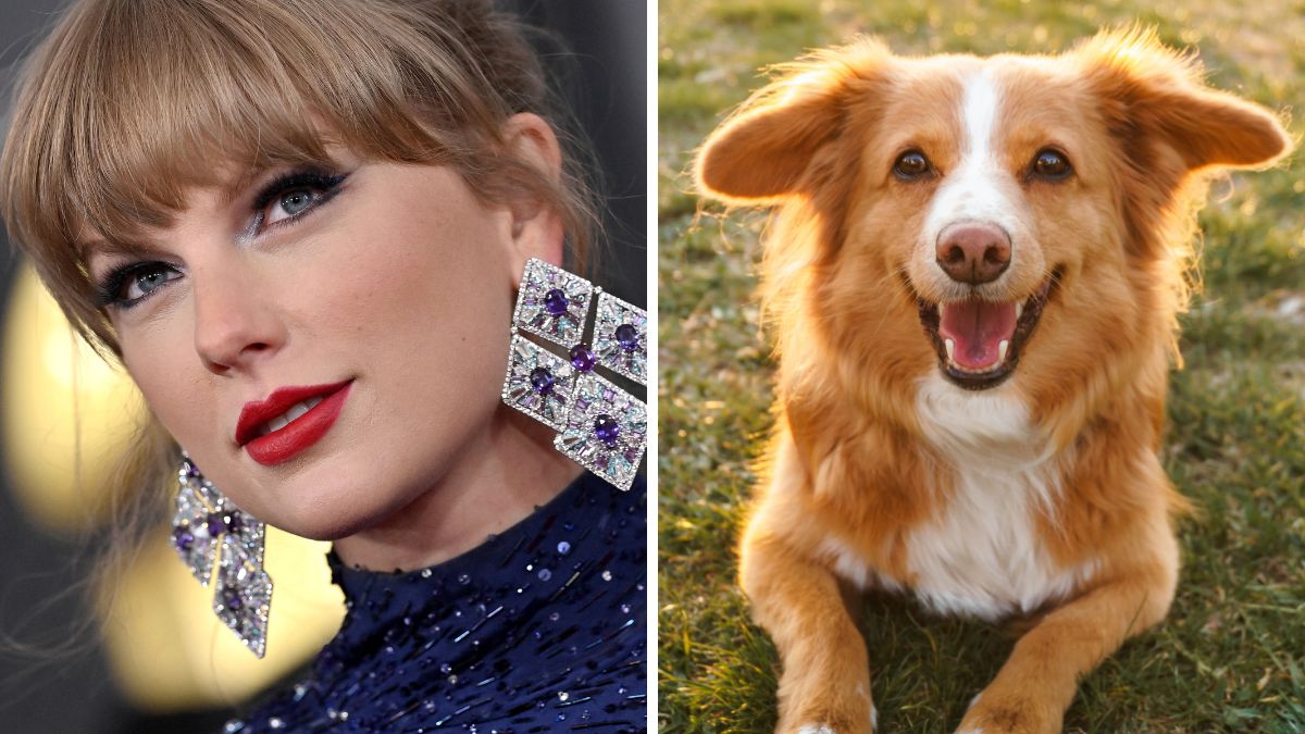 Best Music for Dogs Revealed: Taylor Swift's Anti Hero Calms Stressed Out Pooches | The Mary Sue