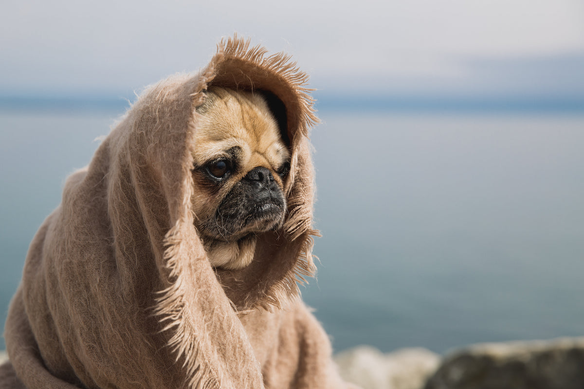 A pug wrapped in a blanket stares wistfully.