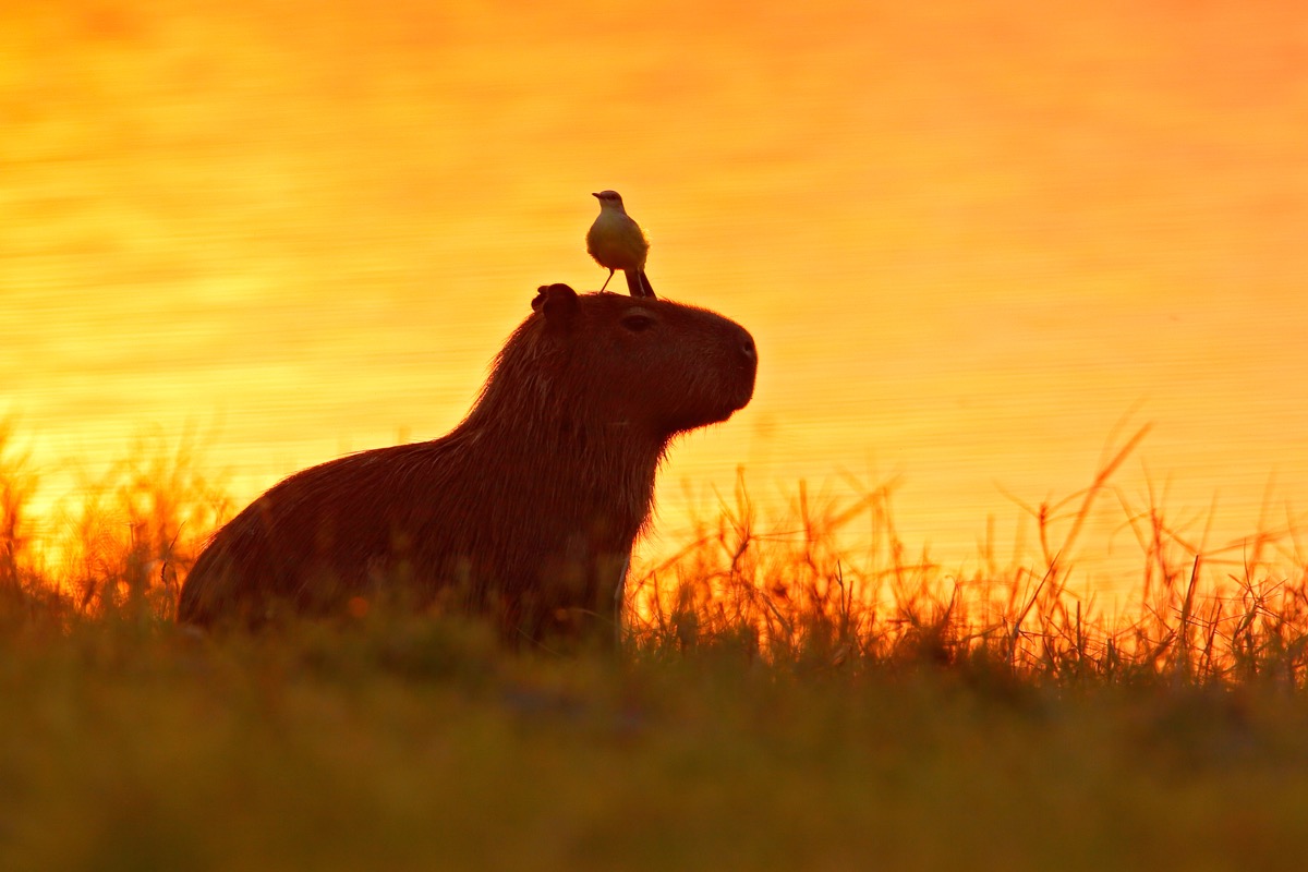 Capybara in the lake water with bird on its head. The biggest mouse around the world, Capybara, Hydrochoerus hydrochaeris, with evening light during orange sunset, Pantanal, Brazil.