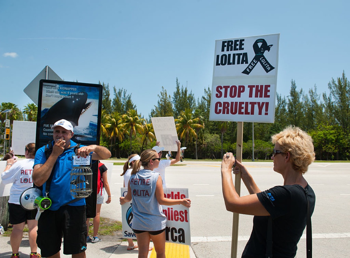 2015 May 9 Protestors line up outside the Seaquarium in the hot afternoon sun supporting Lolita the Whale who lives at the Seaquarium. The size of Lolita's tank (which is below national standards), her lack of protection from the hot sun and her total isolation from other orcas led the Animal Legal Defense Fund, PETA, Orca Network and private citizens to file a lawsuit against the USDA as per Miami New Times