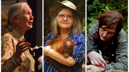 A photo collage of three women, one in the middle holding an orangutan