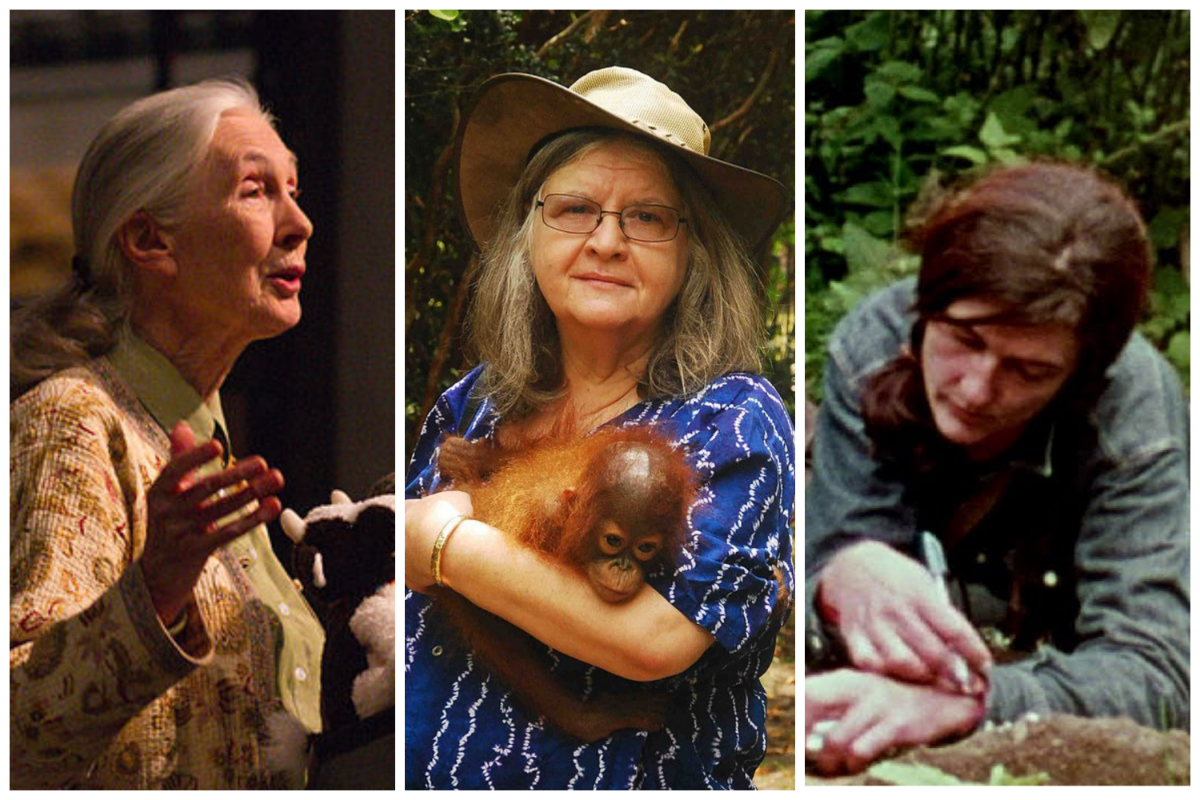 A photo collage of three women, one in the middle holding an orangutan