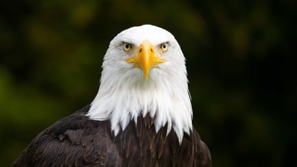 A bald eagle stares at the camera, with a dark green background.