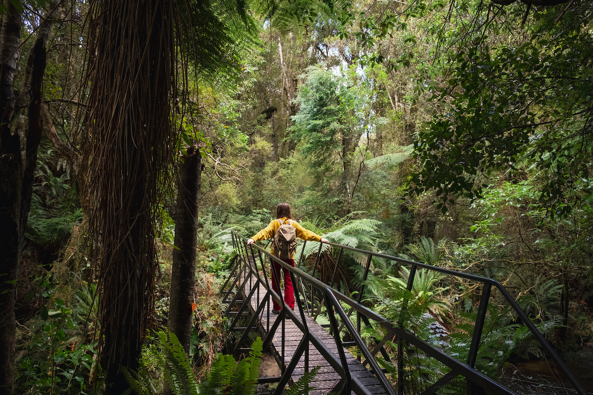A rear-view shot of an unrecognisable female backpacker hiking in an expansive wooded area.