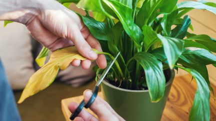 A close-up of hands cutting a dead leaf from a house plant.