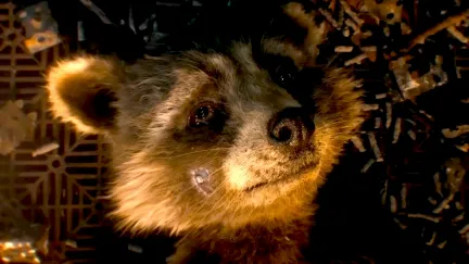 Young Rocket Raccoon looking sad in Marvel's Guardians of the Galaxy Vol. 3.