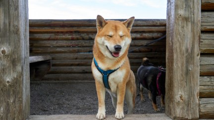 A shiba inu stands in a wooden enclosure, wearing a harness. Another dog sits in the background.