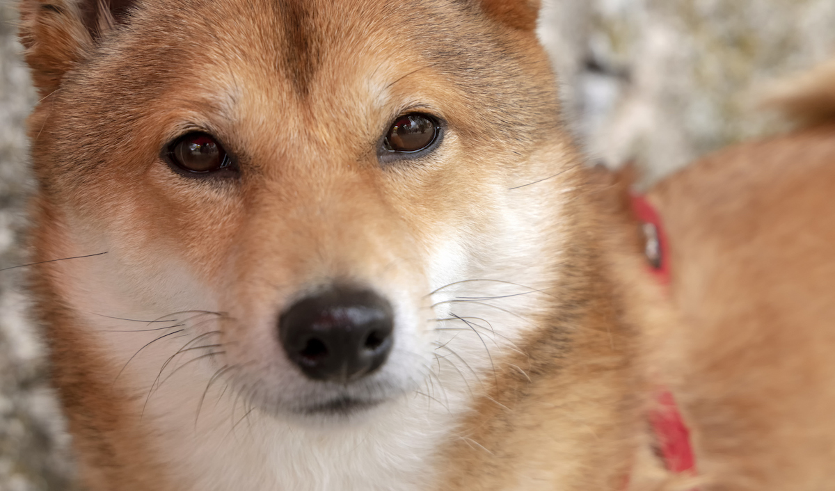 The Reason Your Twitter Feed Has a Doge Logo is Even Weirder Than You Think