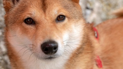 Portrait of cute red Shiba Inu dog looking at camera - face close up