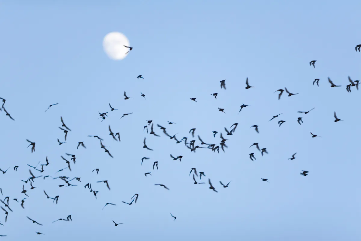 A large swarm of bats flying in the sky.