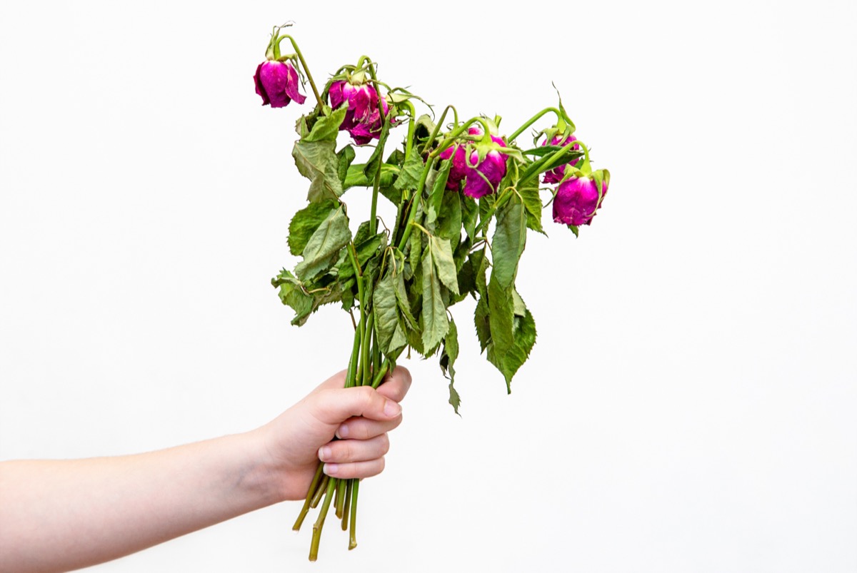 Hand holding a bunch of pink roses that are dying and wilted, isolated on white background.
