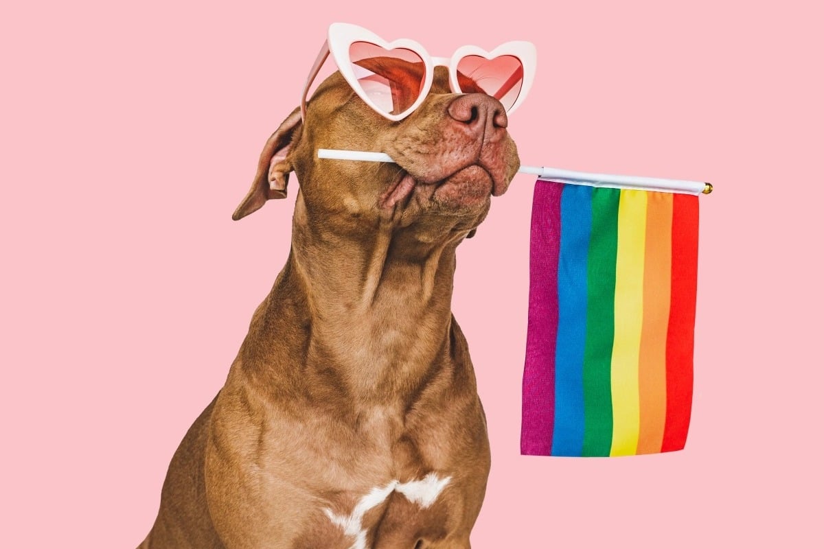 A dog wears hart-shaped sunglasses and holds a pride flag in its mouth.